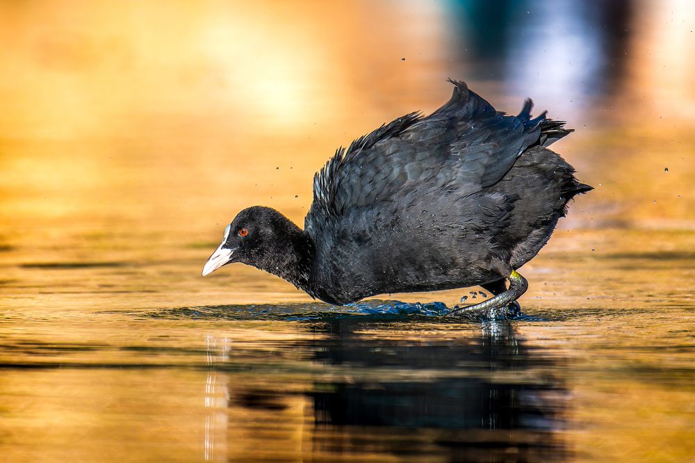 Фотография автора Uesan Aliace