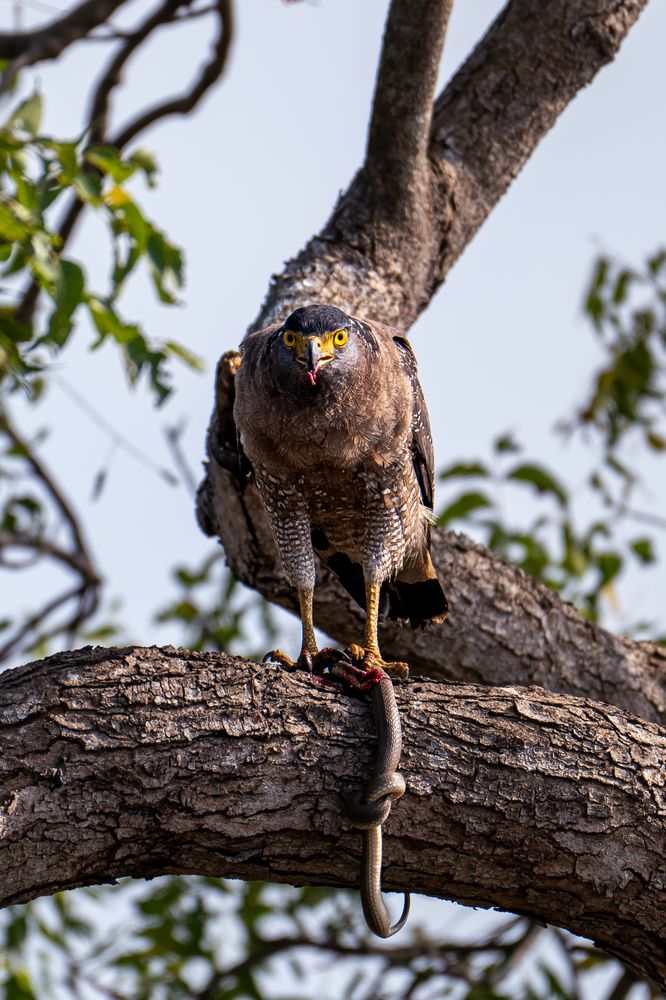 The moment when a Crested Serpent Eagle hunted its favorite snake
