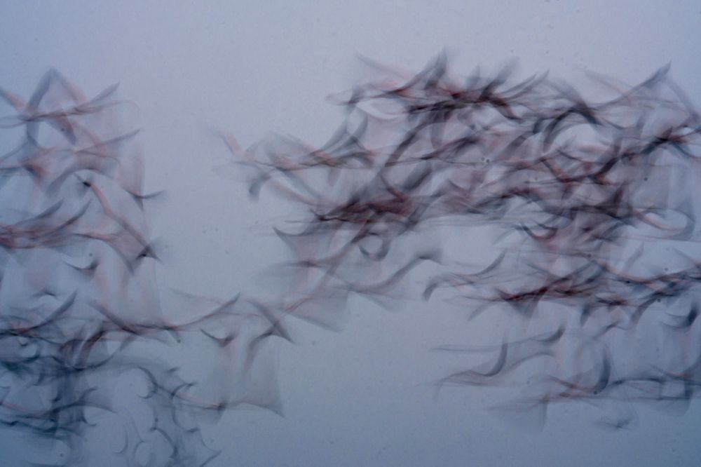 Фотография автора Hirak Mitra