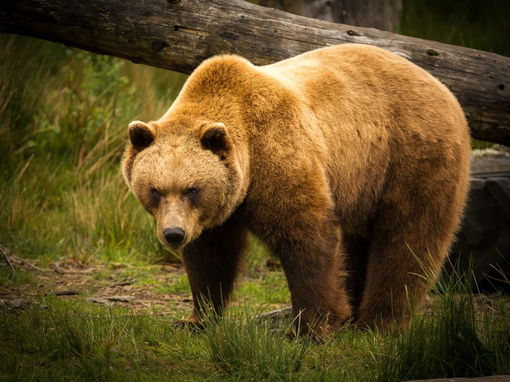 Photograph by Anatoly Chomko