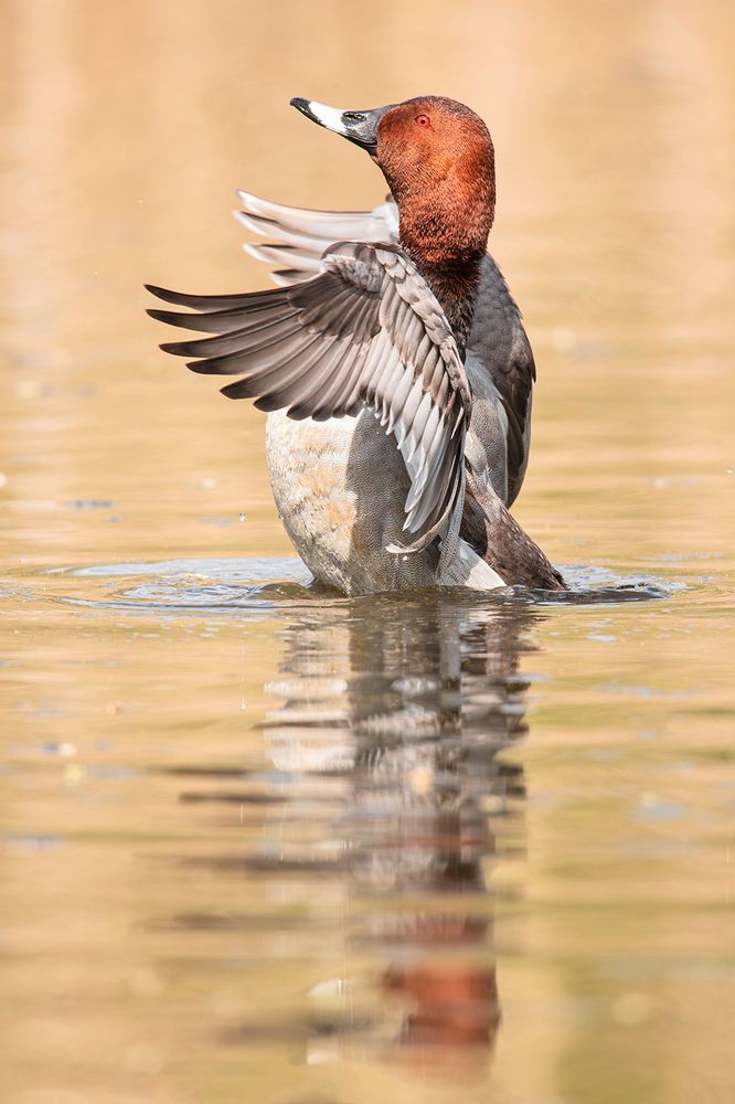 Photograph by Алёна Тиханович