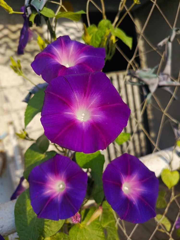 Красно синие колокольчики