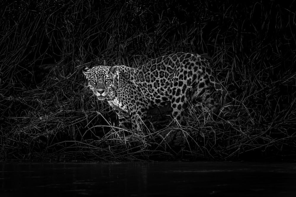 Jaguar