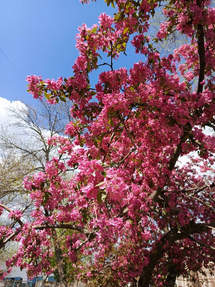 Яблони цветение на синем фоне неба