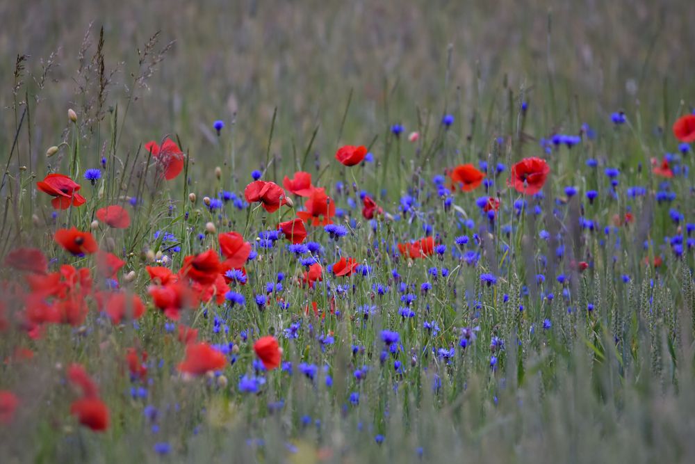 Photograph by Ljudmilla Pavljutsenkova