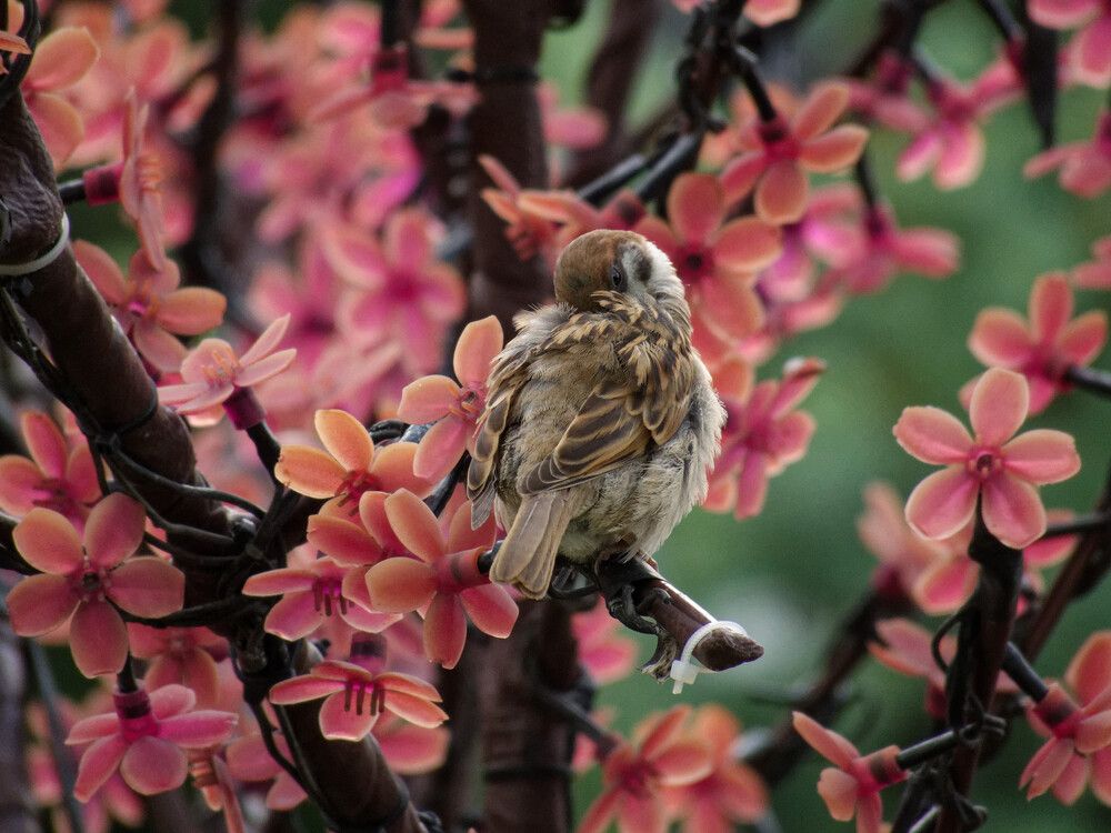 Воробей на искусственном дереве