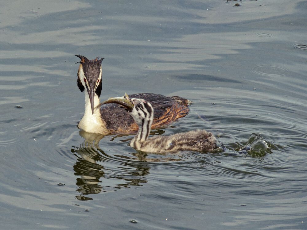 Папина гордость