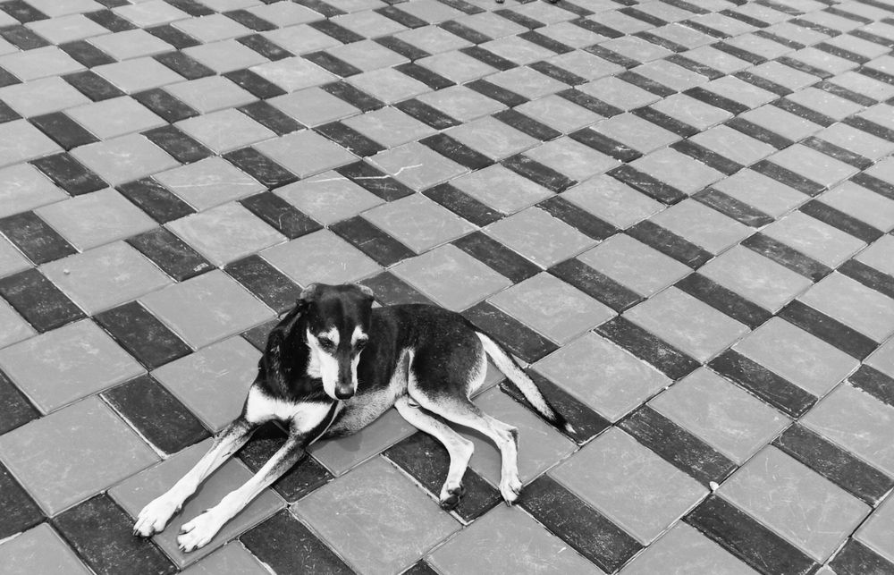Photo #12346032