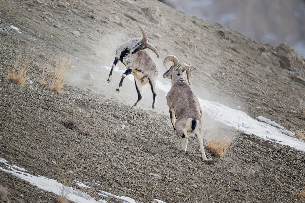 Фотография автора Bhupender Gupta