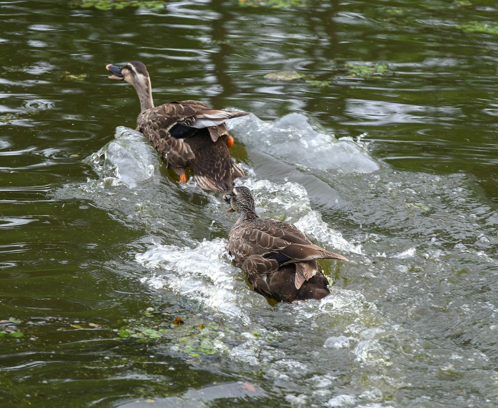 Photograph by Коноплёва Людмила Денисовна