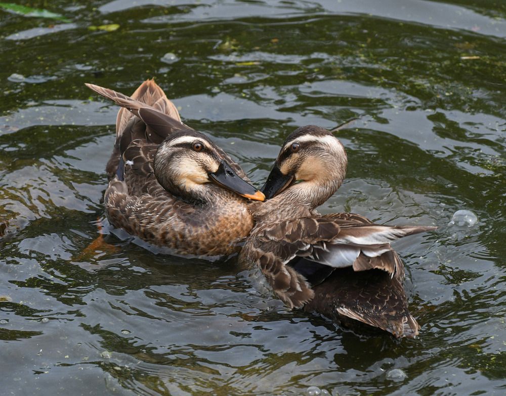 Photograph by Коноплёва Людмила Денисовна