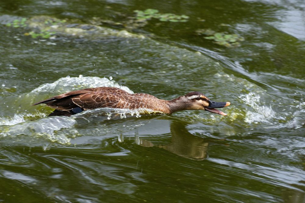 Photograph by Коноплёва Людмила Денисовна