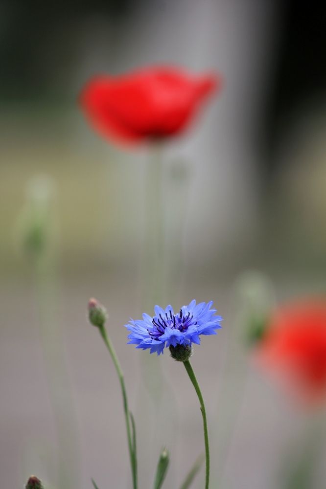 Photograph by Сергей Христинич