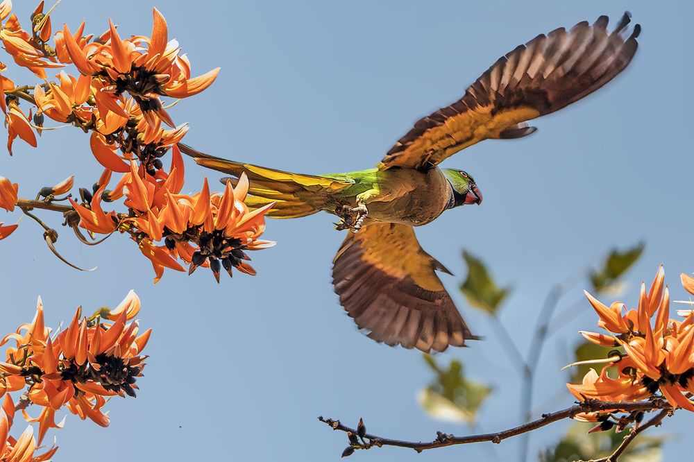 Flying Parrot
