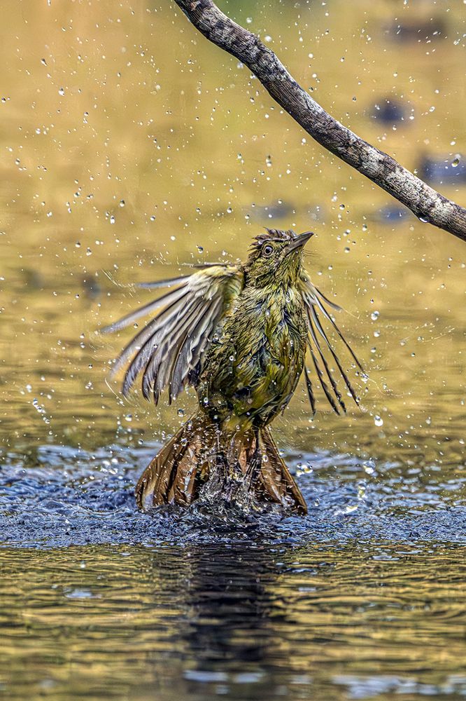 Olive Bulbul Taking Bath
