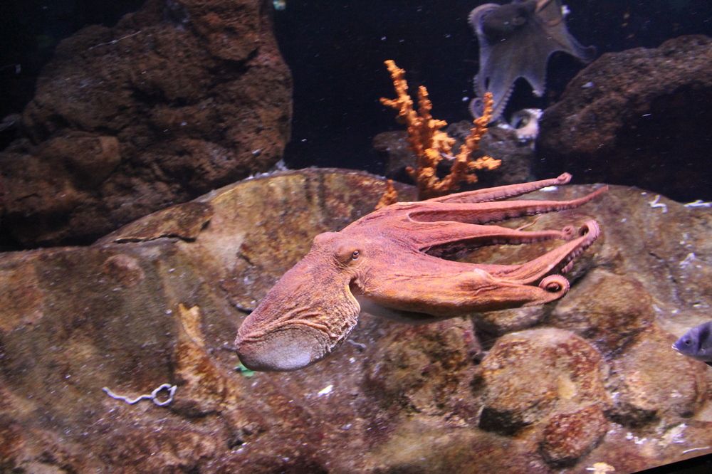 Photograph by Игорь Ребров