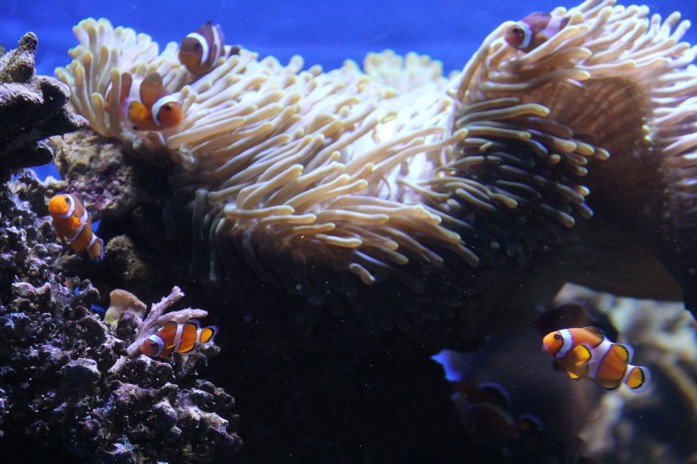 Photograph by Игорь Ребров