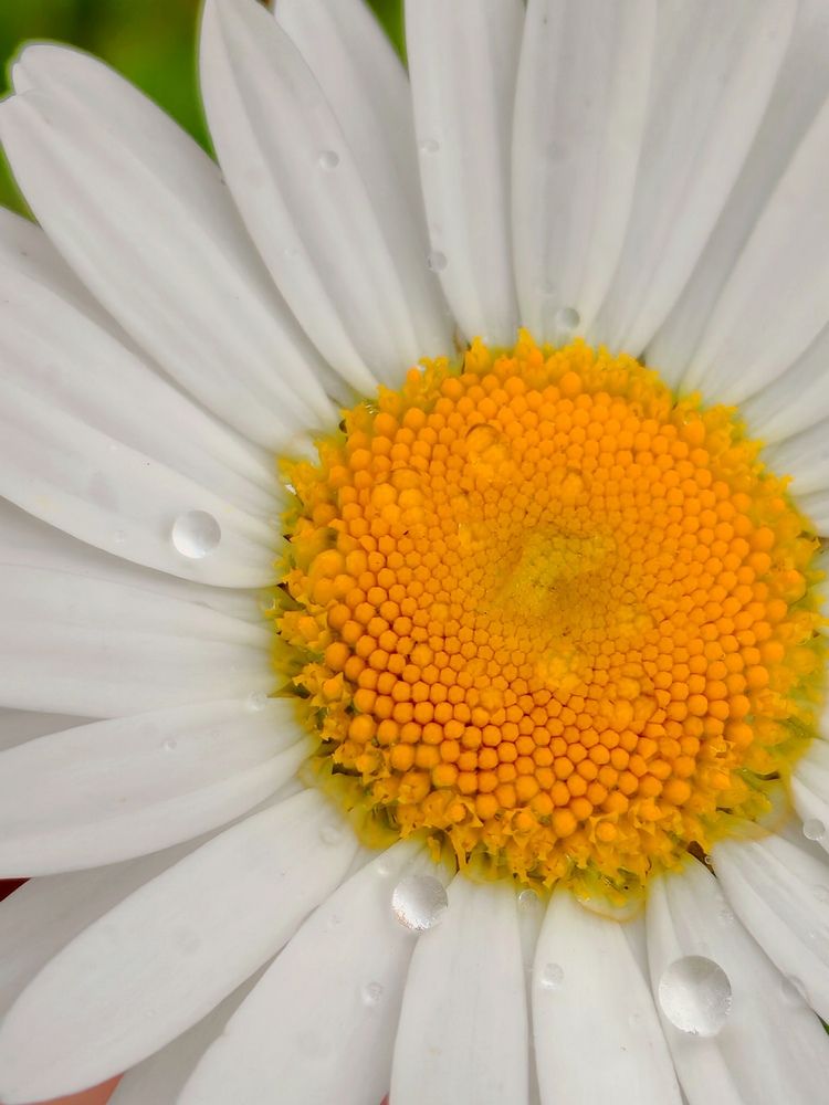 Photograph by Елена Кузьмичева