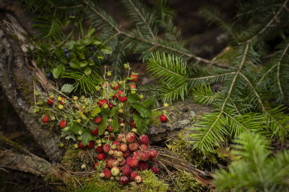 Photograph by Елена Перминова