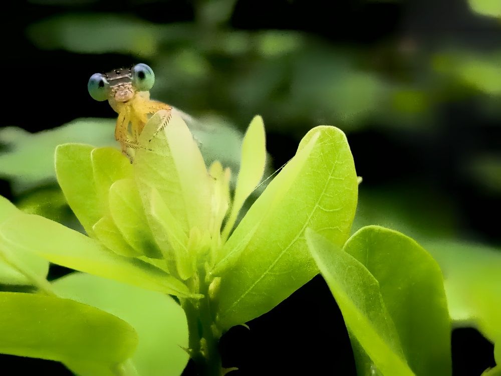 Фотография автора Mohammed Rifatul Alam Siam
