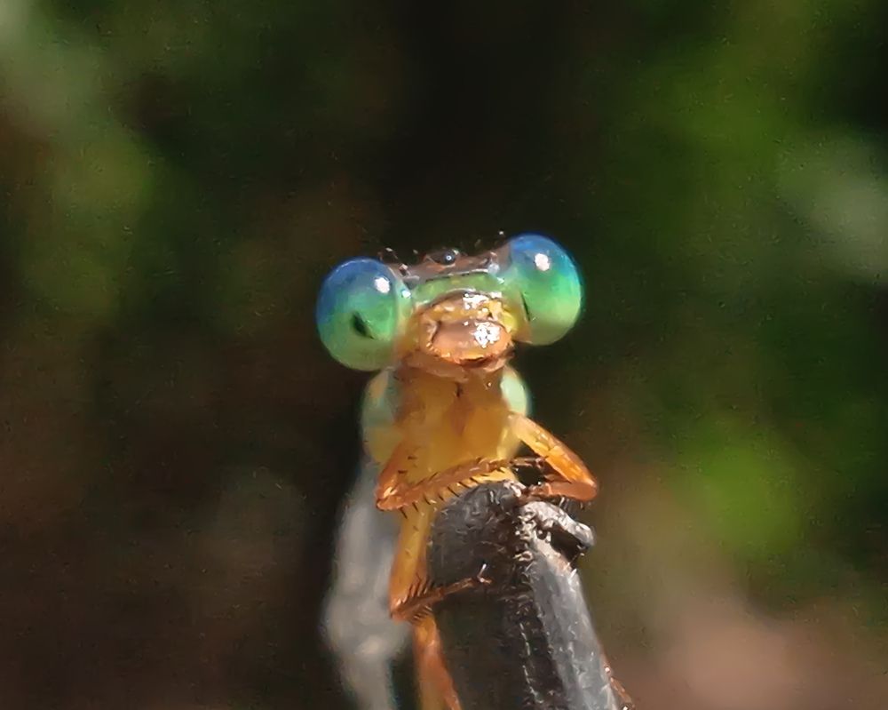 Фотография автора Mohammed Rifatul Alam Siam