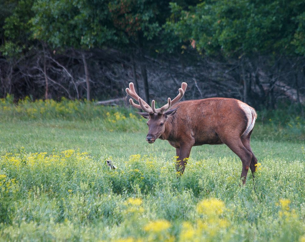 Реактивная трясогузка