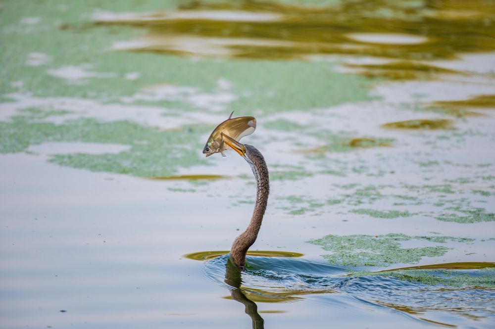 Photograph by Atul Sharma