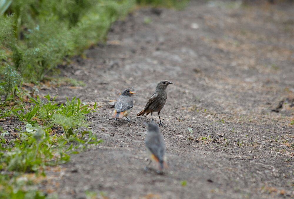 Голодный  ребёнок