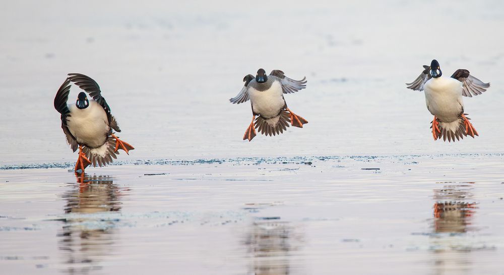 Photograph by Алёна Тиханович