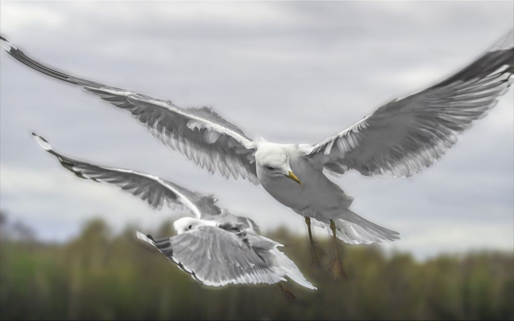 Photograph by Алла Андреева