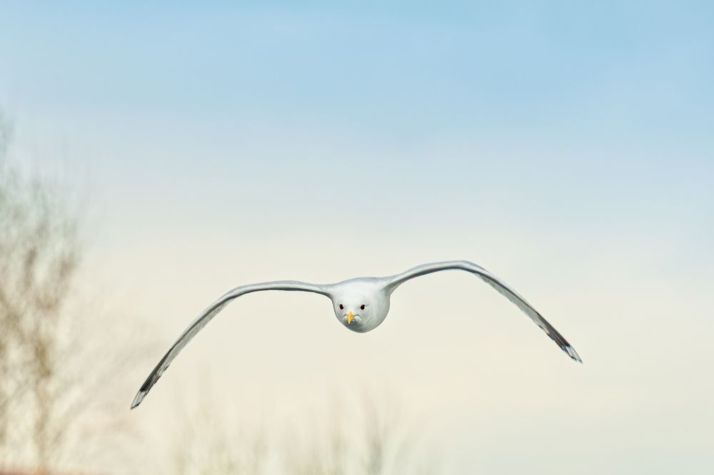 Photograph by Лактионов Анатолий