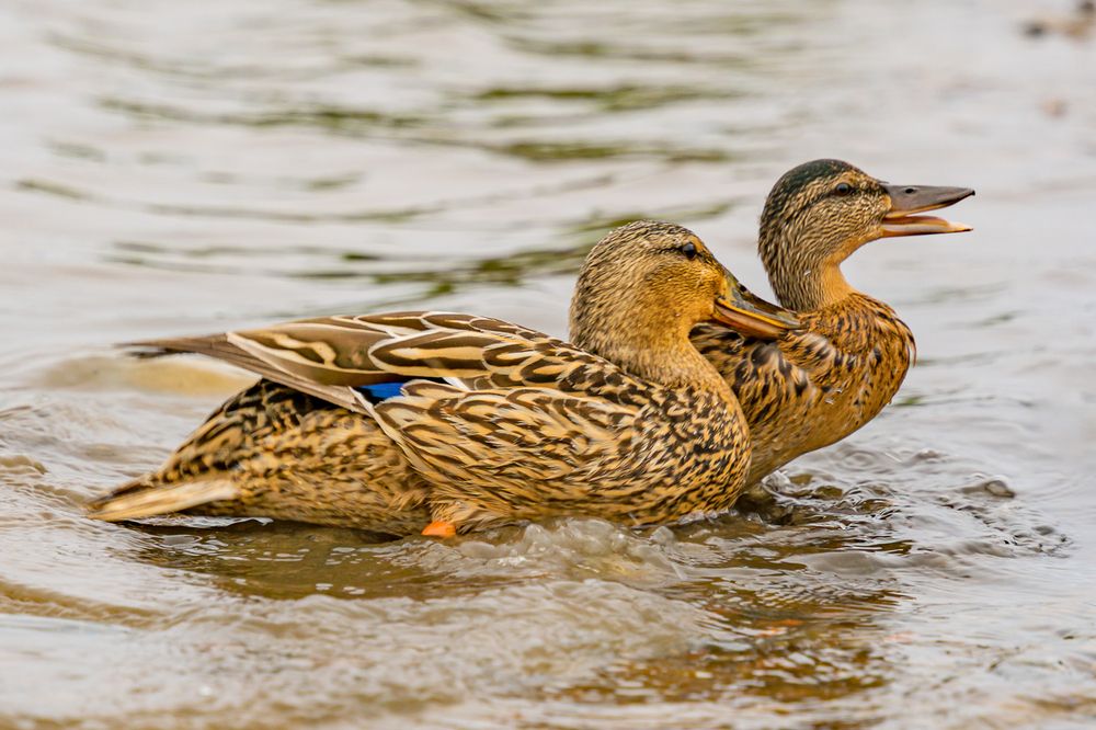 Photograph by Лактионов Анатолий