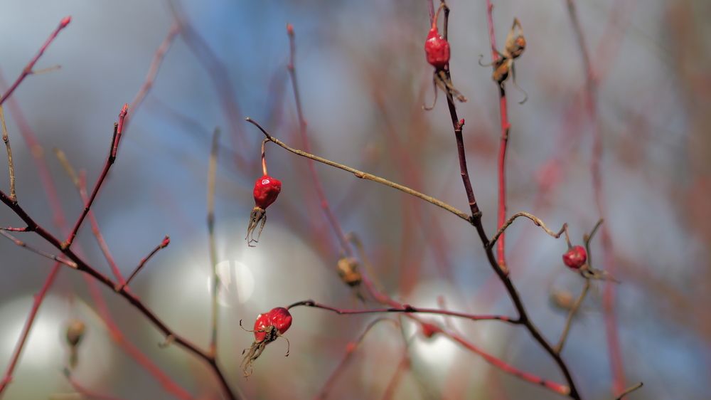 Photograph by Svetlana Aleks