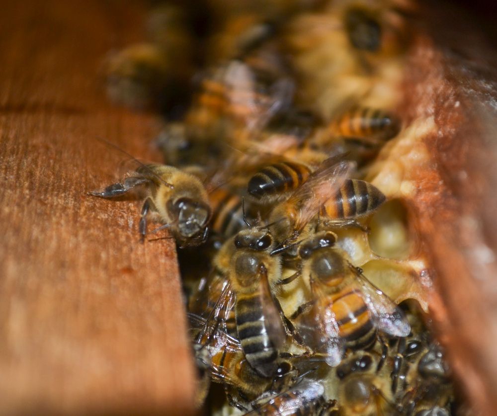 Photograph by Gildo de Campos Correa