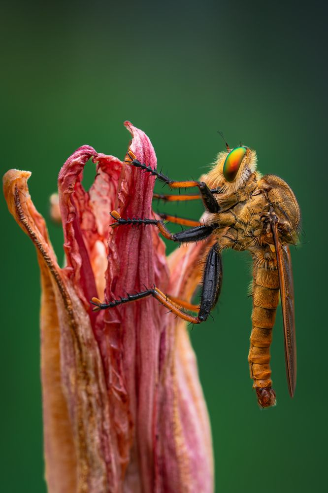 Photograph by Suzuki Ryuta