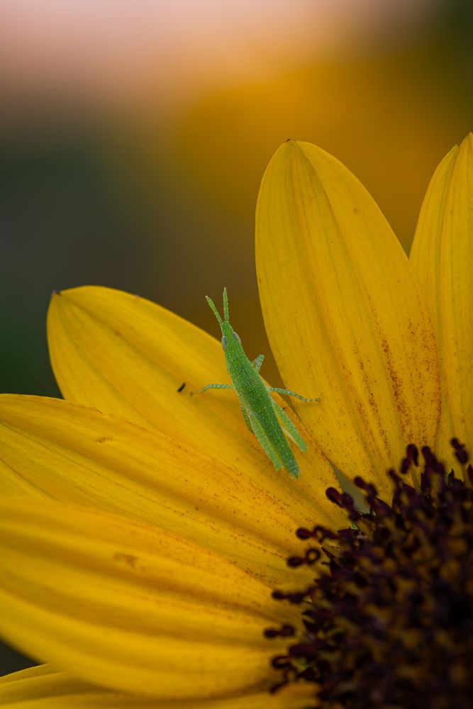 Photograph by Suzuki Ryuta