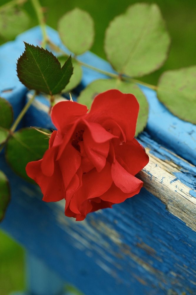 Photograph by Anastasia Vladimirovna