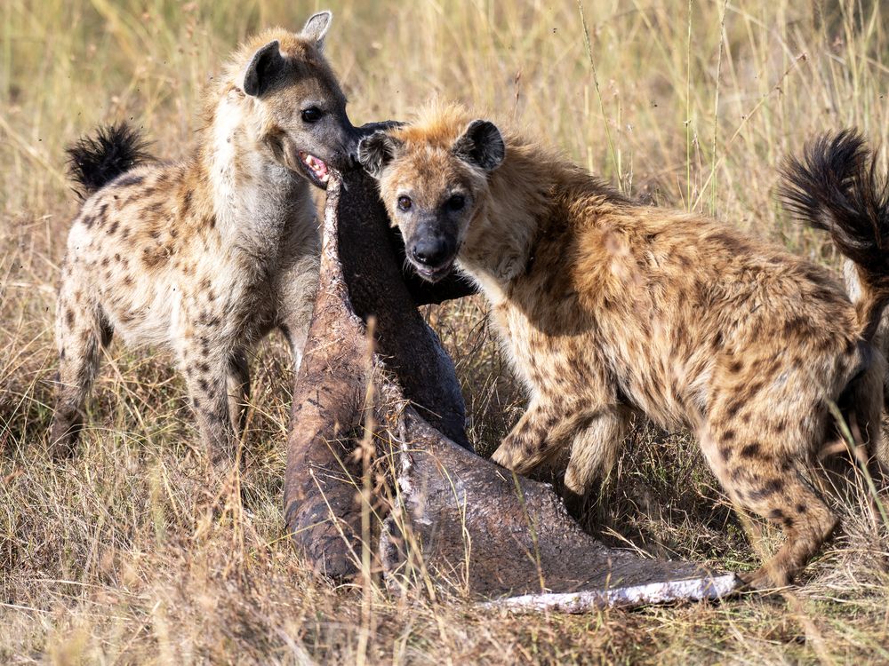 Photograph by Missary Galal