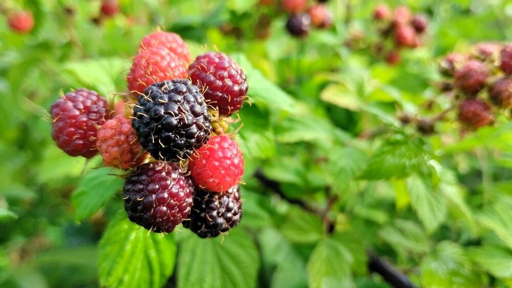 Photograph by Сергей