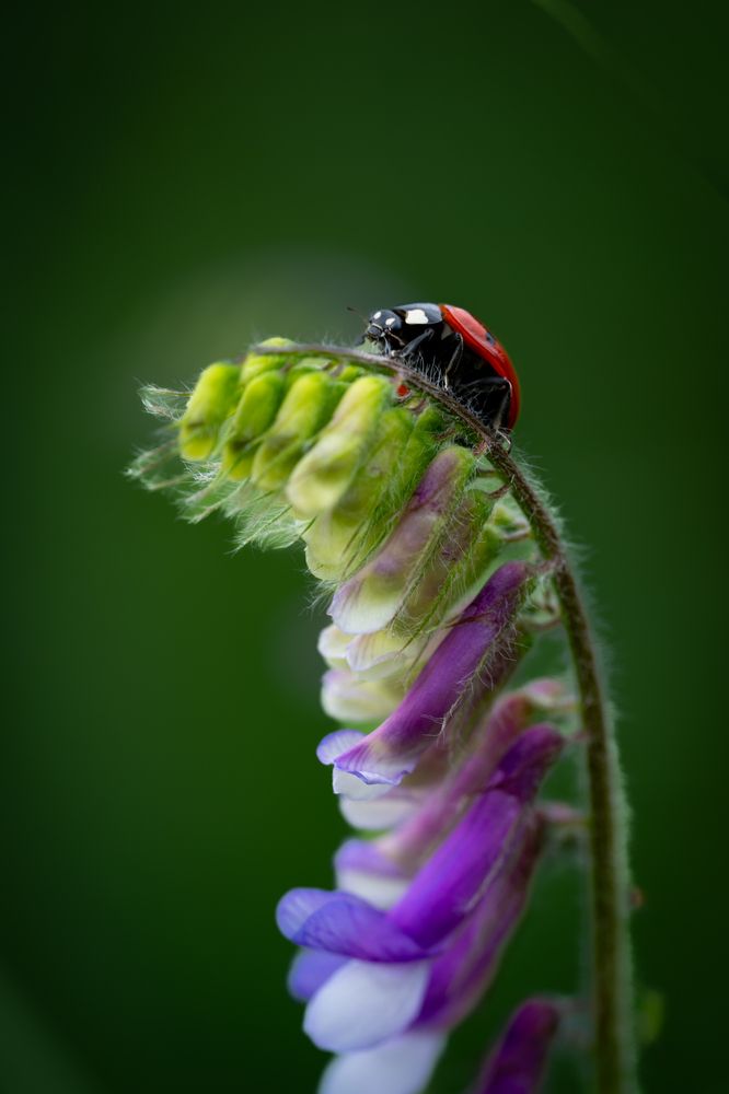 Photograph by BESPAMIATNYI Dmitry