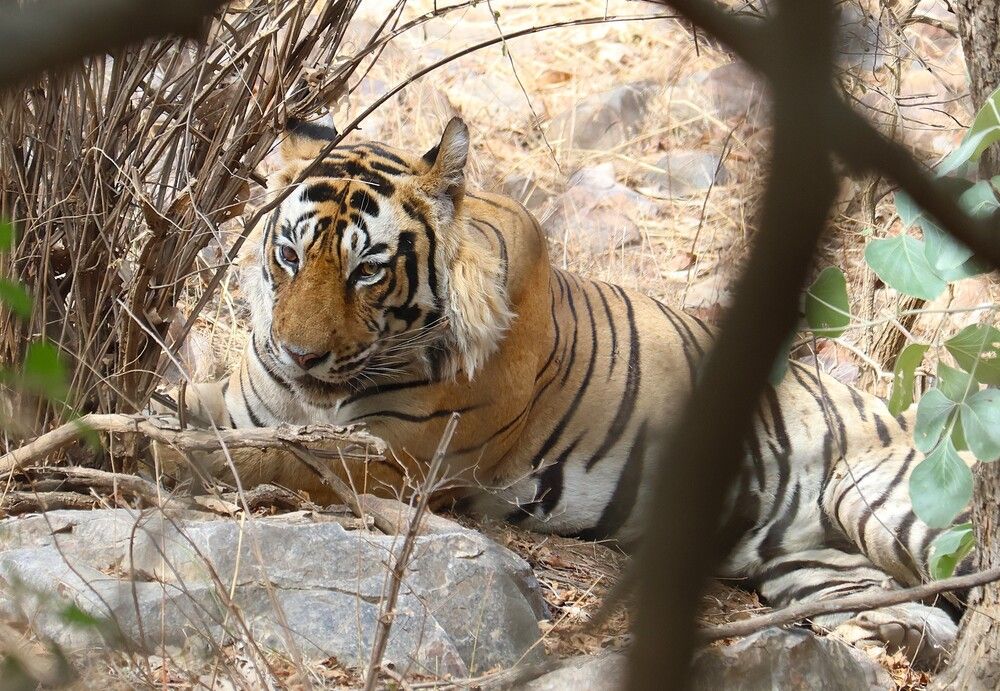 Ganesh the dominant Tiger