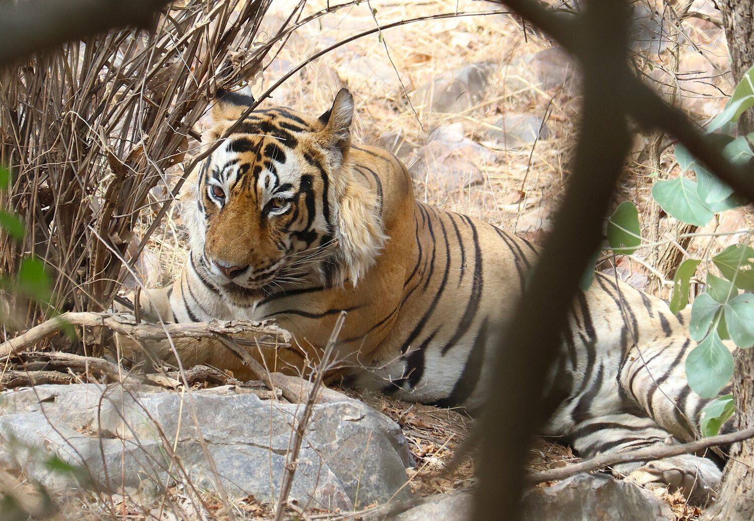 Ganesh the dominant Tiger Ganesh the dominant Tiger