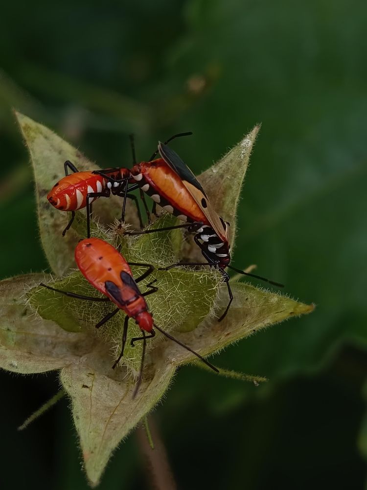 Фотография автора Vijaya Nag