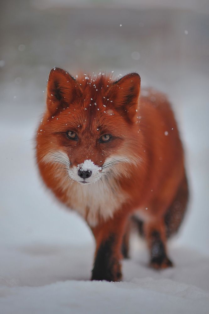 Photograph by Аден Аксинья