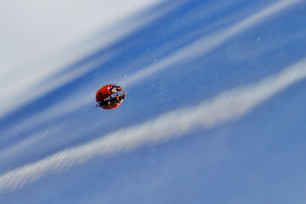 Фотография автора Екатерина Першина