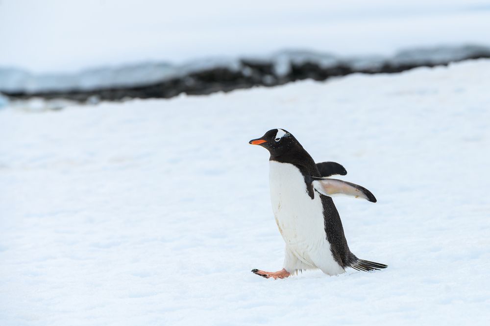 Photograph by Мария Новоселецкая