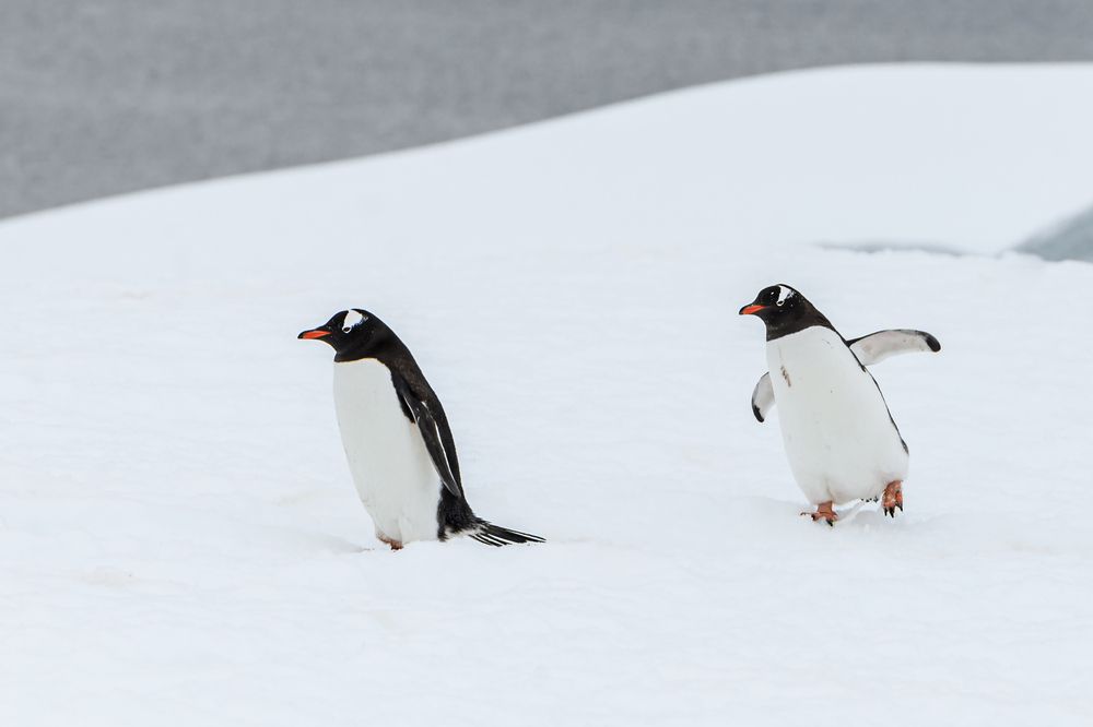 Photograph by Мария Новоселецкая