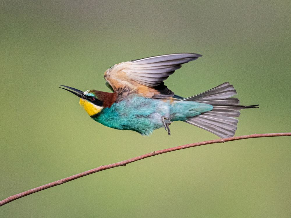 Фотография автора Елена Караилиева