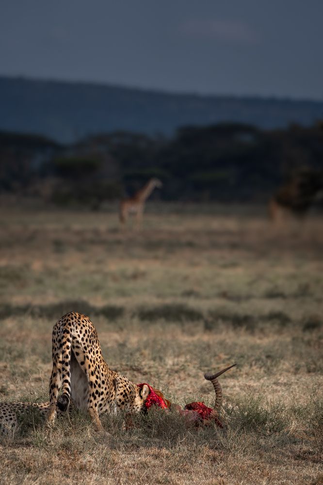 Photograph by Pula Pranav