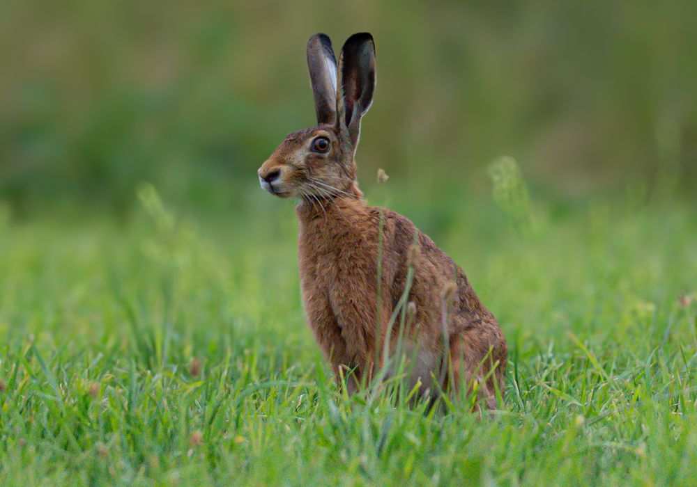 wild Rabbit